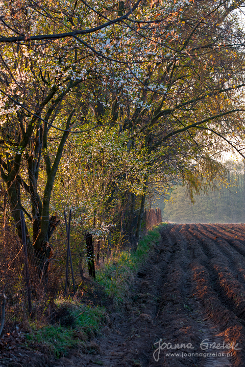 016_Biebrza - kwiecien 2012.jpg